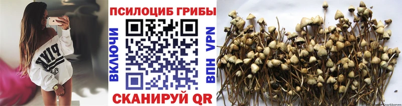 где можно купить наркотик  Алапаевск  даркнет телеграм  Галлюциногенные грибы Cubensis 